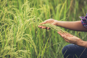 Crop Production