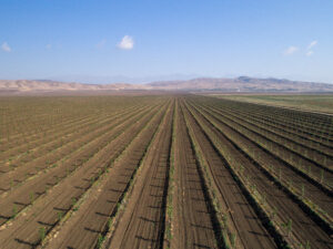 Crop Rotation