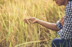 Rice Farming